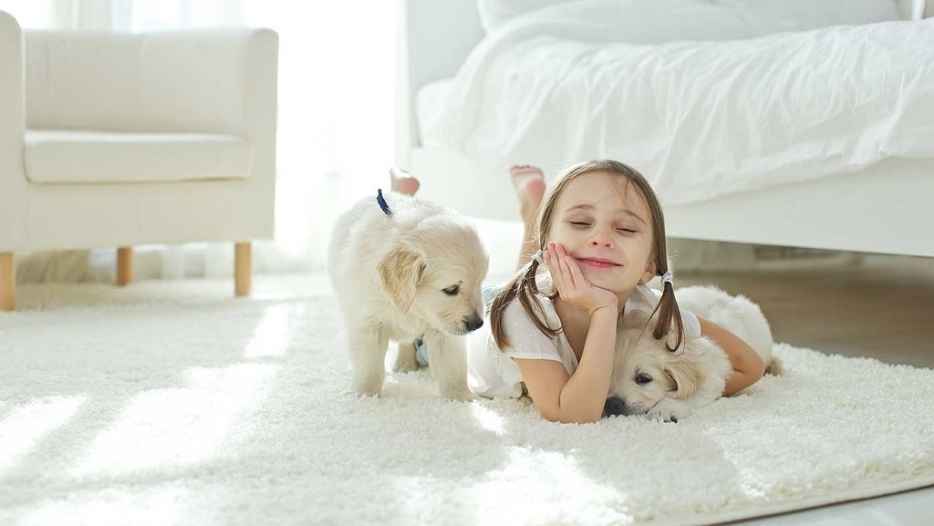 The Right Time To Clean Carpet