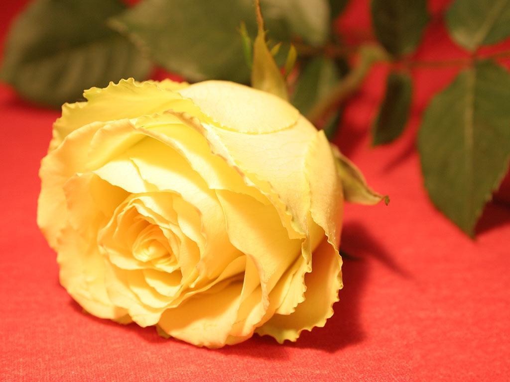 How Significant Are Flowers to Our Lives?