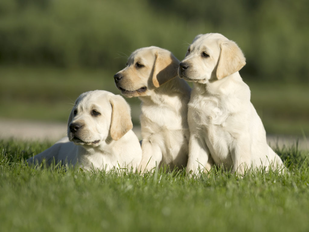 How to Determine if Your Animal Companion Is in Love With You: Puppy Love