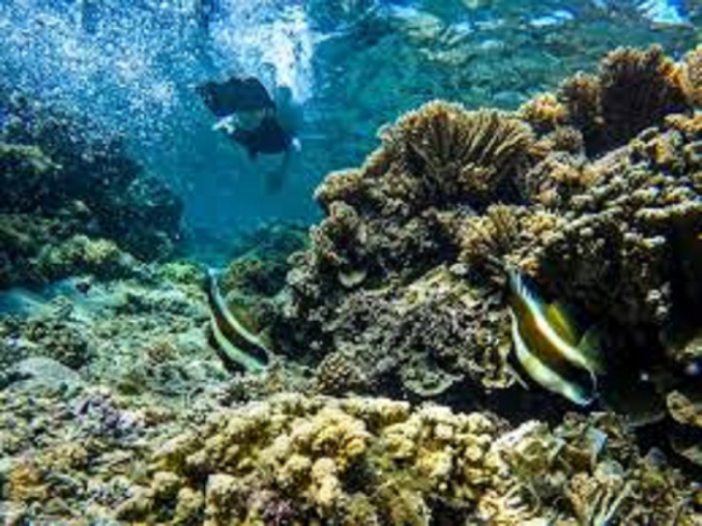 The Enigmatic Green Sea Turtles of Turtle Canyon: An Unforgettable Snorkeling Encounter