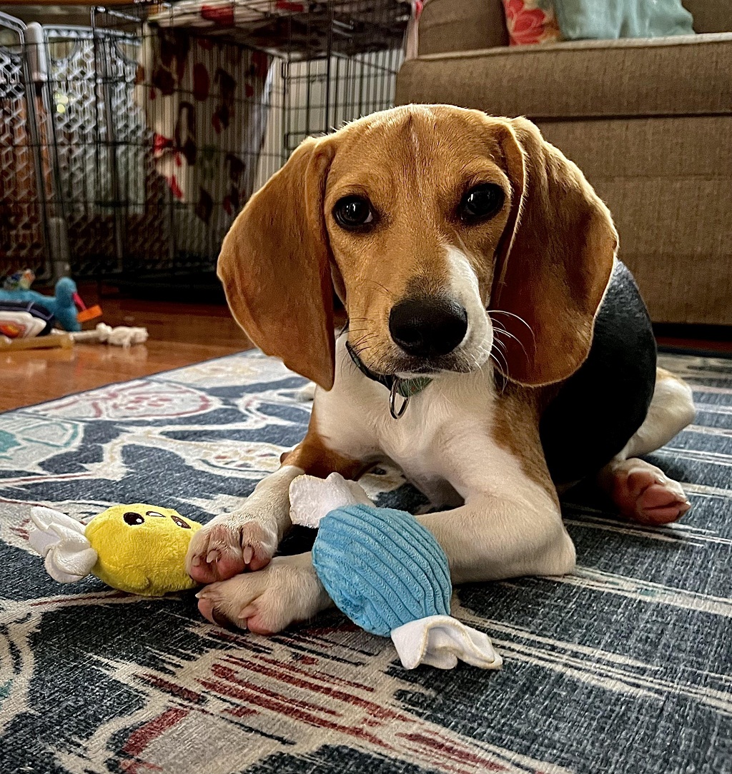 Navigating the Chewy Terrain: Selecting the Ultimate Chew Toys for Beagles