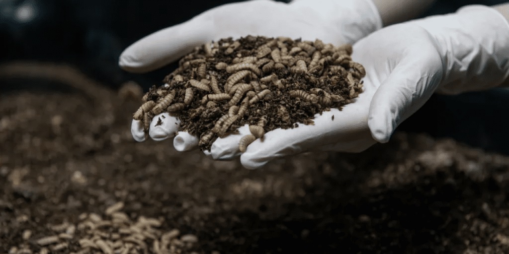 Pawsitively Great: How BSF Larvae Are Shaking Up the Pet Food Aisle